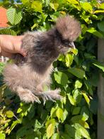 Fluffy Zijdehoen hennen, Dieren en Toebehoren, Pluimvee, Vrouwelijk, Kip