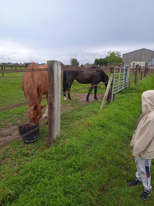 Weidemaatje/ wandelpaardje, Dieren en Toebehoren, Paarden, Merrie