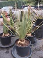 Dasylirion, Tuin en Terras, Ophalen