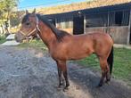 Mooie.ruin, Dieren en Toebehoren, Paarden, Ruin