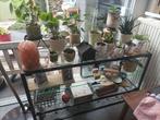 Unieke glazen vitrinekast, Klingsbo, Ikea, Huis en Inrichting, Kasten | Vitrinekasten, Ophalen, 100 tot 150 cm, Zo goed als nieuw