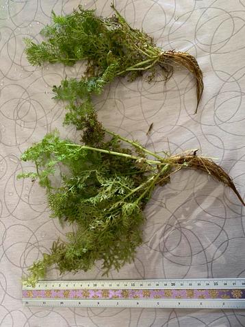Aquariumplanten, Dieren en Toebehoren, Ophalen, Zo goed als nieuw