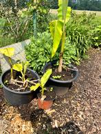 Verschillende bananenplanten te koop, Jardin & Terrasse, Plantes | Arbres fruitiers, Autres espèces, Enlèvement