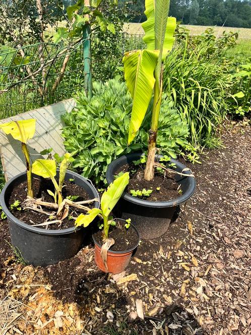 Verschillende bananenplanten te koop, Jardin & Terrasse, Plantes | Arbres fruitiers, Autres espèces, Enlèvement