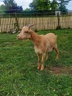 Tamme Dwerggeit mieke 2jaar, Dieren en Toebehoren, Schapen, Geiten en Varkens, Vrouwelijk, Geit, 0 tot 2 jaar