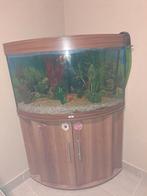 Hoekvisbak met filter, Dieren en Toebehoren, Ophalen