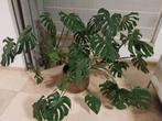 Grote monstera 160/120 cm, Enlèvement