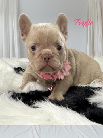 Isabella Franse Bulldog pups in huis opgegroeid 