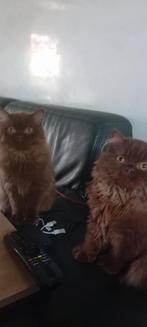 Brits chocolade, Kater, Gechipt, 0 tot 2 jaar