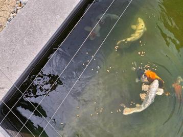 Koi vissen  beschikbaar voor biedingen