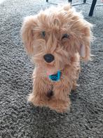 Moji labradoodle, Ophalen of Verzenden, Zo goed als nieuw