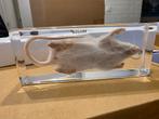 Opgezette witte muis in kraakhelder hars, taxidermy, Verzamelen, Dierenverzamelingen, Ophalen of Verzenden
