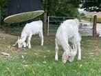 3 mooie geitenbokken (x nubische geit), Dieren en Toebehoren, Schapen, Geiten en Varkens, Geit