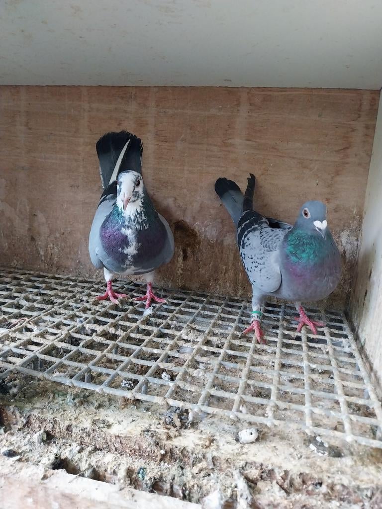 Mooie koppel postduiven (20€ per stuk)