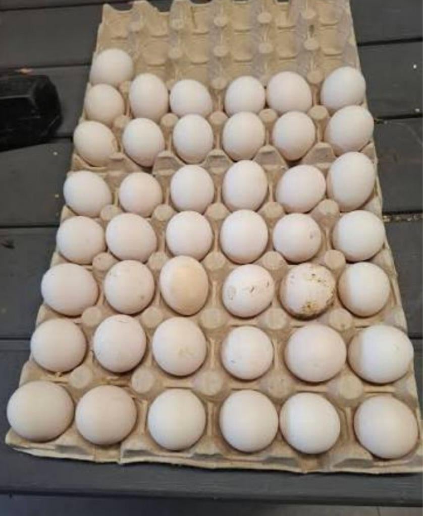 Cochin kriel broedeieren, Dieren en Toebehoren, Pluimvee | Toebehoren, Ophalen