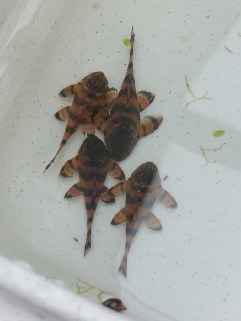 L397 (Panaqolus sp. “Alenquer Tiger Pleco”), Dieren en Toebehoren, Vissen | Aquariumvissen, Zoetwatervis, Vis