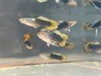 Mannelijke guppen, Dieren en Toebehoren, Vissen | Aquariumvissen, Zoetwatervis