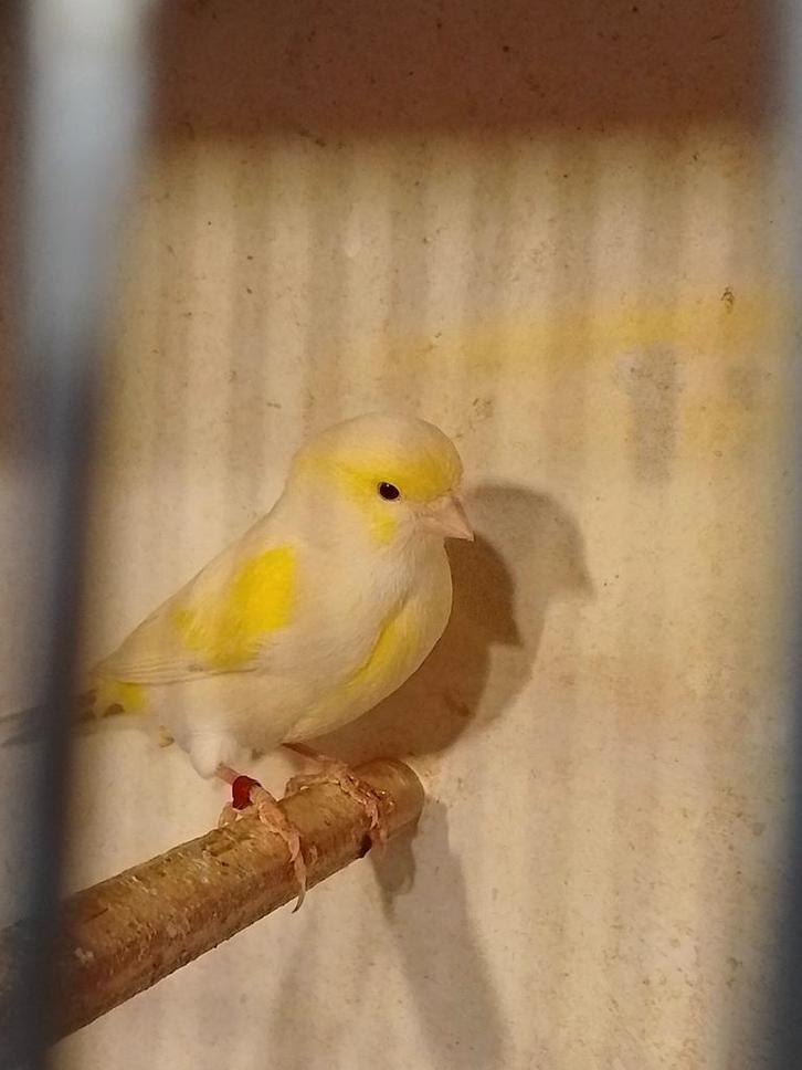 TRÈS BEAUX CANARIS DE COULEUR SIFFLANTE, avec ou sans cage, Animaux & Accessoires, Oiseaux | Canaris, Canari chanteur, Plusieurs animaux