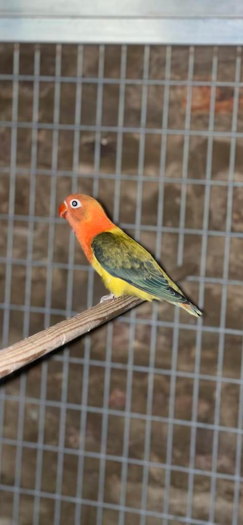 Inseparable fischeri, Animaux & Accessoires, Oiseaux | Perruches & Perroquets, Bagué