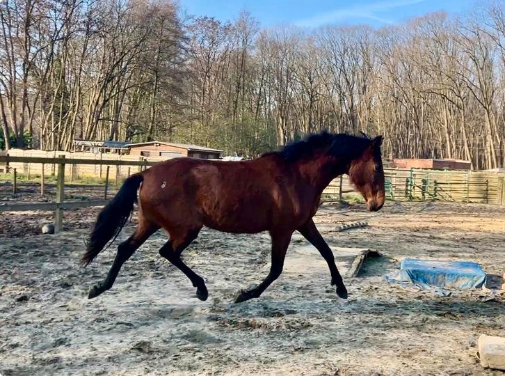 Super lieve jonge merrie, Dieren en Toebehoren, Paarden, Merrie, Onbeleerd, Minder dan 160 cm, 3 tot 6 jaar, Recreatiepaard, Met stamboom