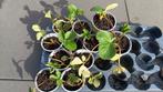 Aardbei plantjes ( zoete aardbeien), Ophalen