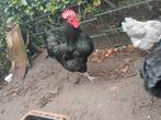 Australorp haan, Dieren en Toebehoren, Pluimvee