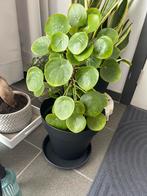 Pannenkoeken plant, Huis en Inrichting, Kamerplanten, Ophalen