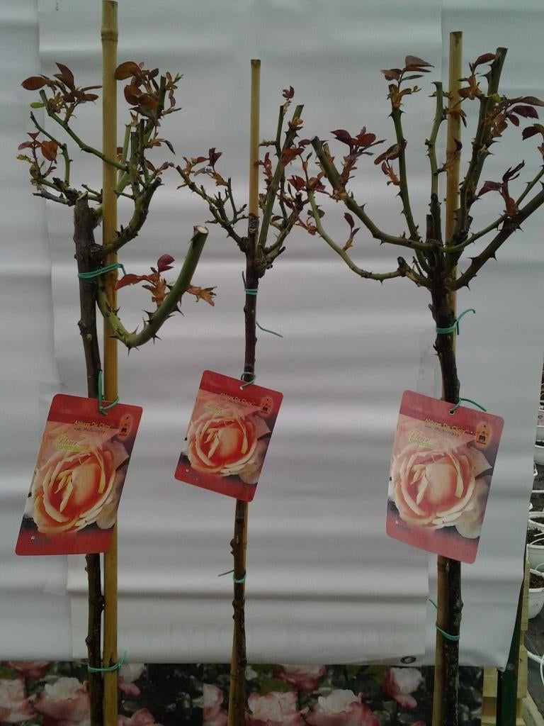 Rosiers Tiges - Divers rosiers sur tige  parfumées, Jardin & Terrasse, Plantes | Jardin, Plante fixe, Autres espèces, Plein soleil