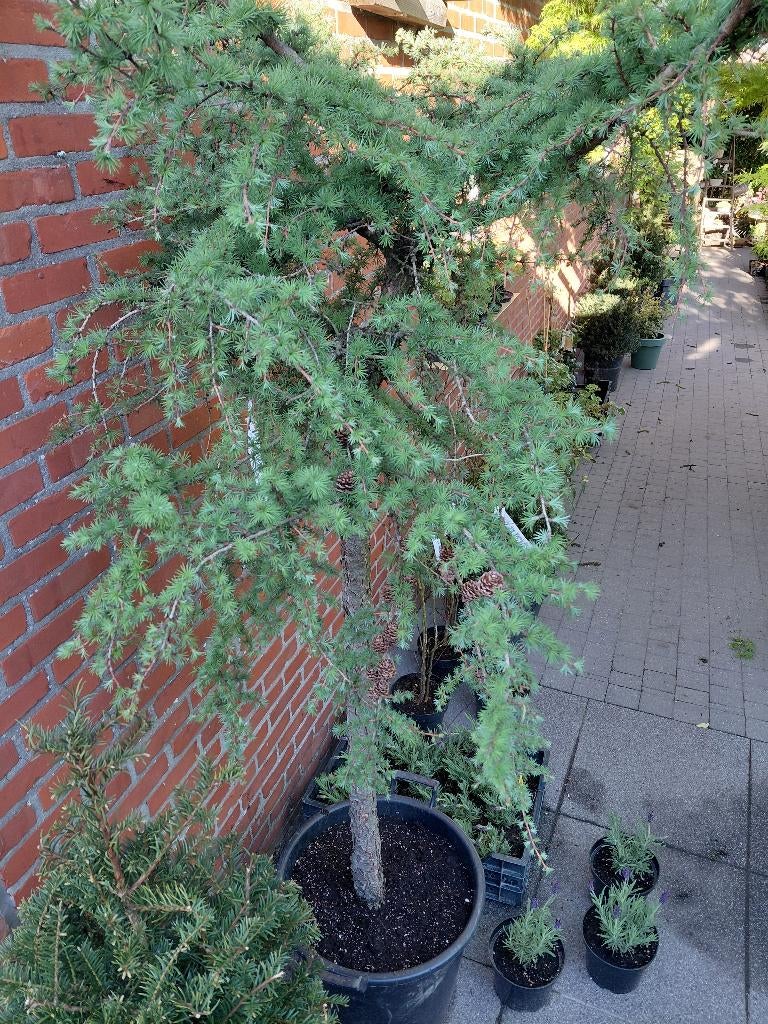 Larix op stam, Ophalen, Halfschaduw