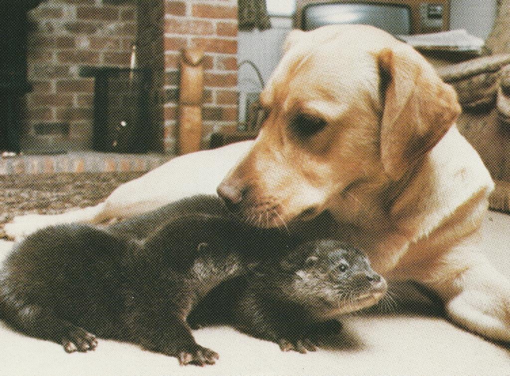 JONGE  OTTERS  bij  LABRADOR, Verzenden, Ongelopen, Overige soorten