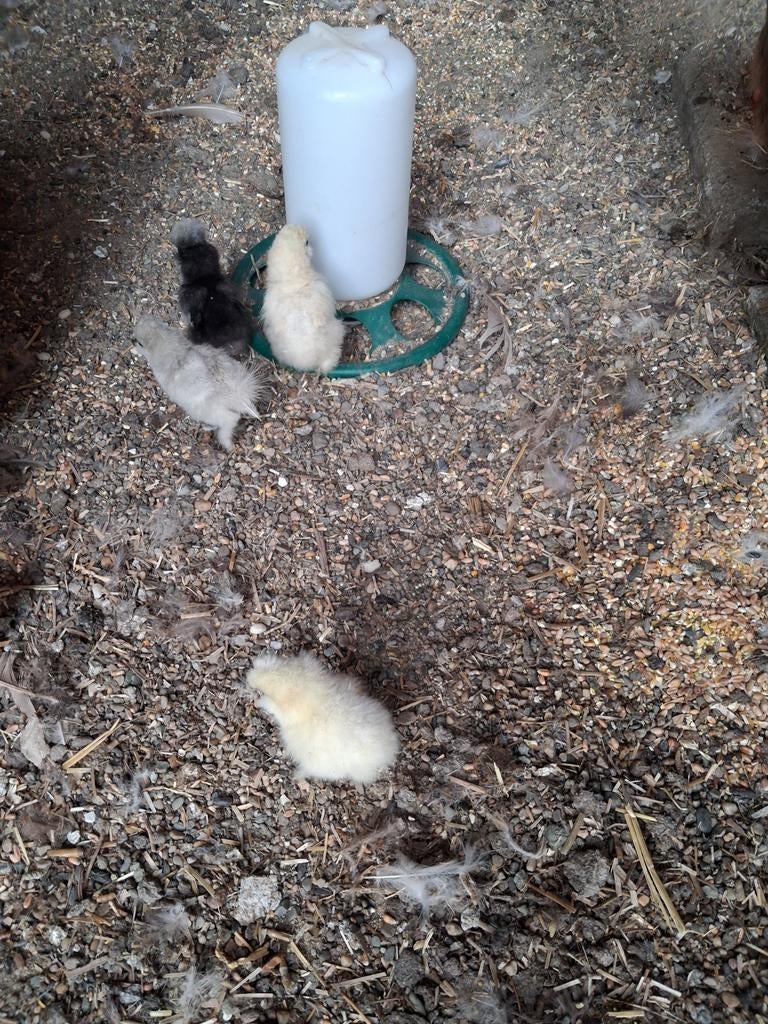 Poussins Silkfowl, Sexe inconnu