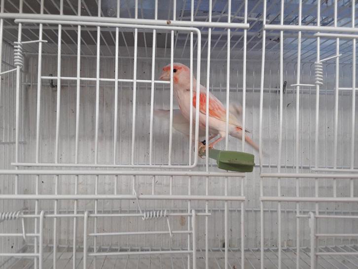 Couple Canaris  /  2025 ., Animaux & Accessoires, Oiseaux | Canaris, Canari de couleur, Mâle