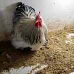 Cochin krielen wit columbia, Dieren en Toebehoren, Pluimvee