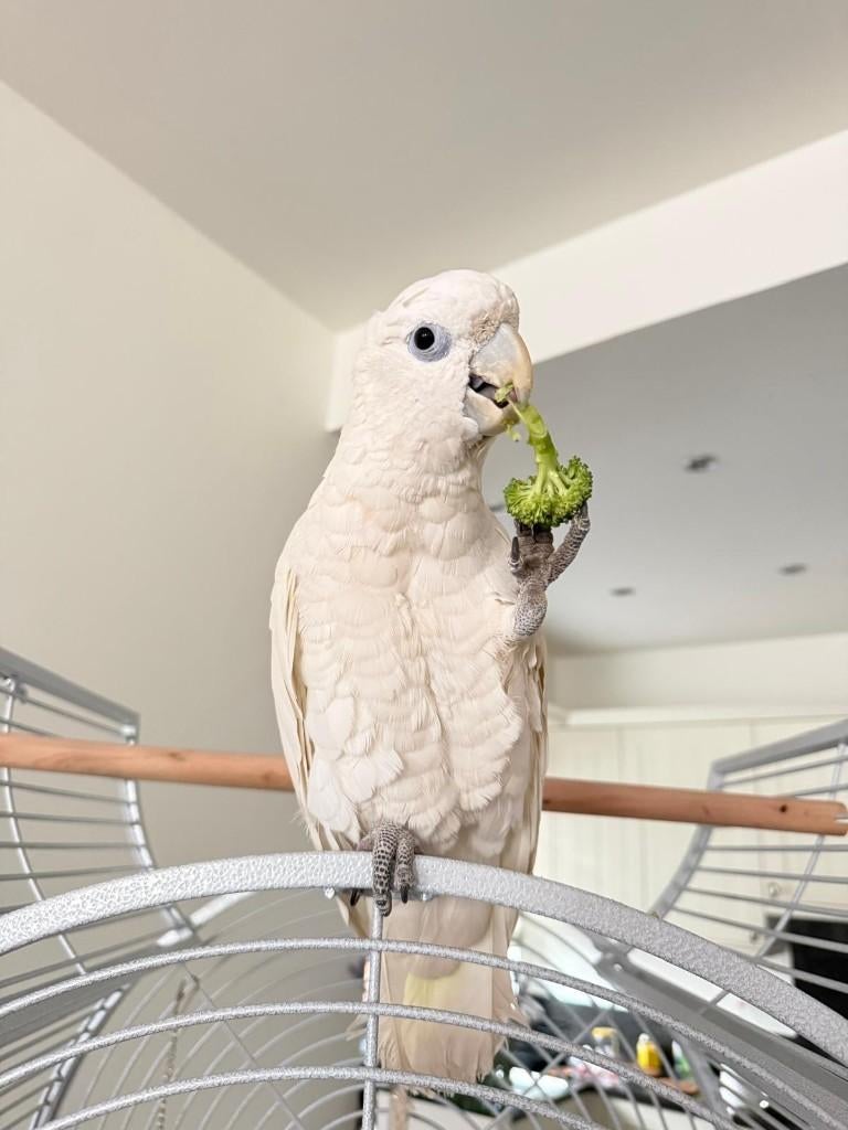 Ducorps Kaketoe tam, Animaux & Accessoires, Oiseaux | Perruches & Perroquets, Mâle, Perroquet, Domestique