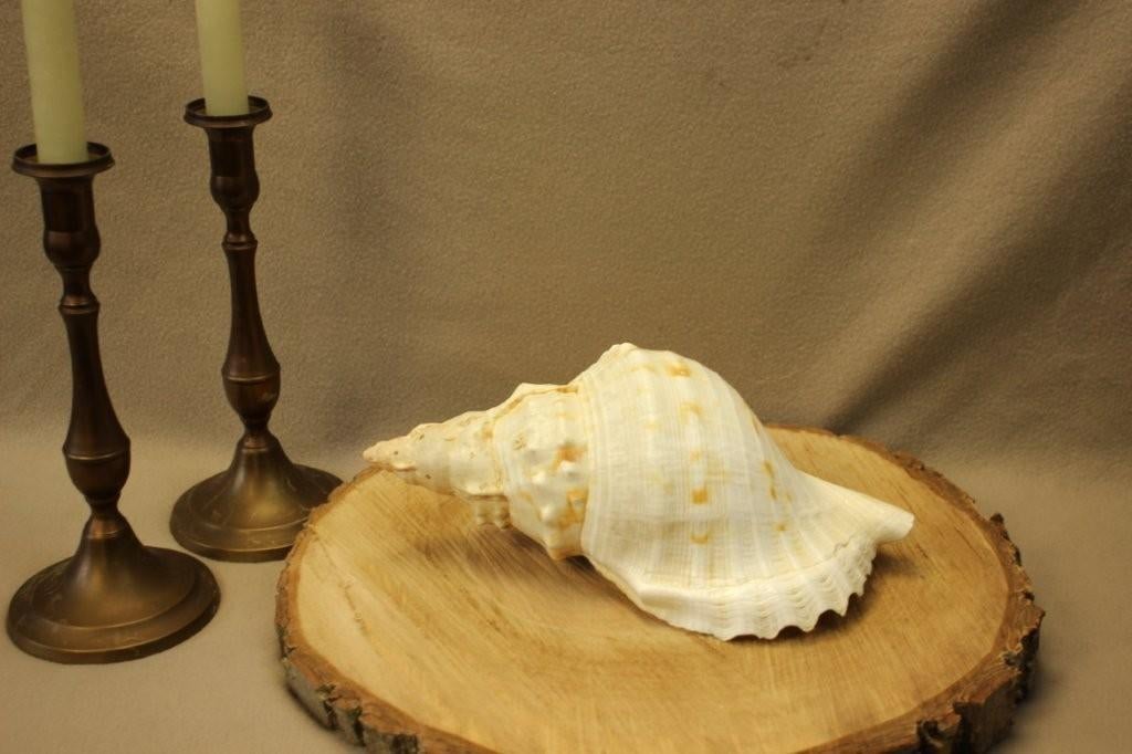 Schelp: Charonia tritonis, Verzamelen, Ophalen of Verzenden