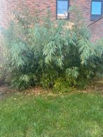 Niet woekerende bamboe, Tuin en Terras, Ophalen