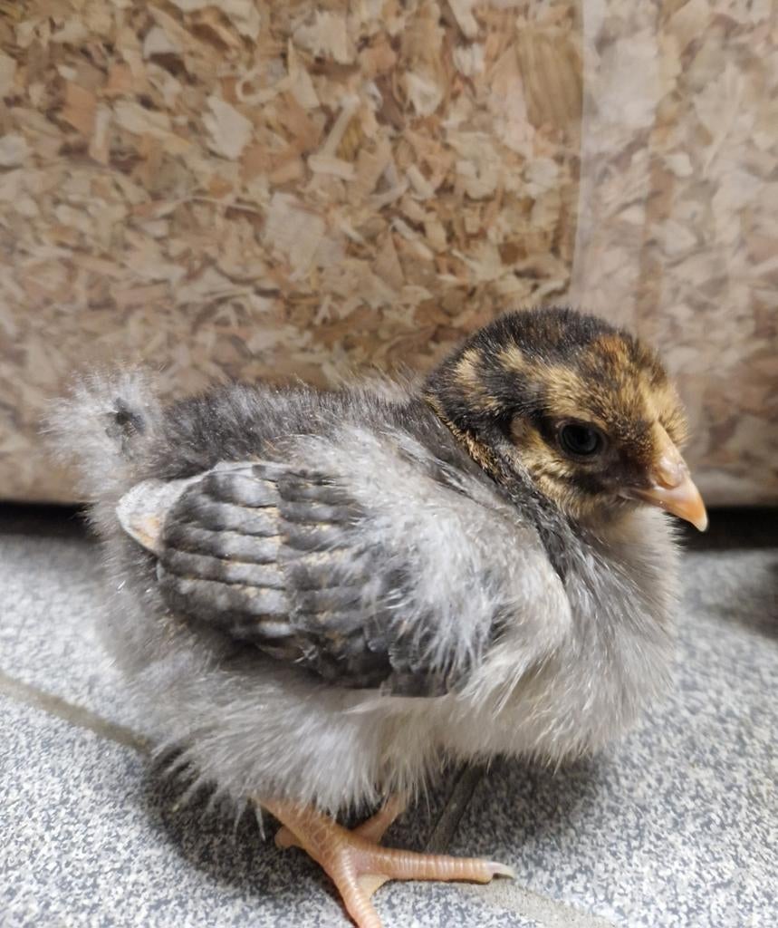 Wyandotte kriel kuikens