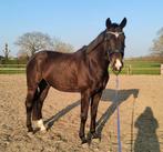 Knappe Oldenburger ruin met mooie beweging (2018), Dieren en Toebehoren, Paarden, Met stamboom, Ruin, Dressuurpaard, 7 tot 10 jaar