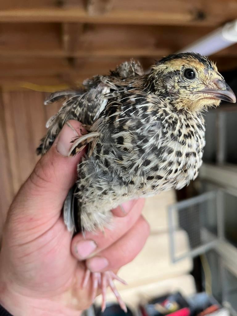 Jong trio japanse kwartel, Dieren en Toebehoren