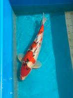 Koi sanke ginrin, Dieren en Toebehoren