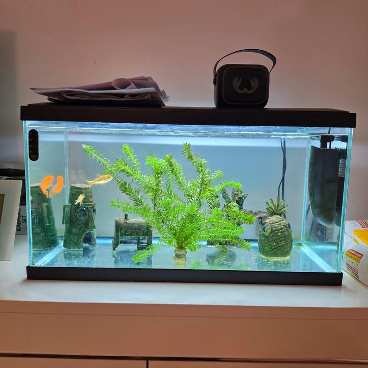 Aquarium, Dieren en Toebehoren, Vissen | Aquaria en Toebehoren, Ophalen of Verzenden