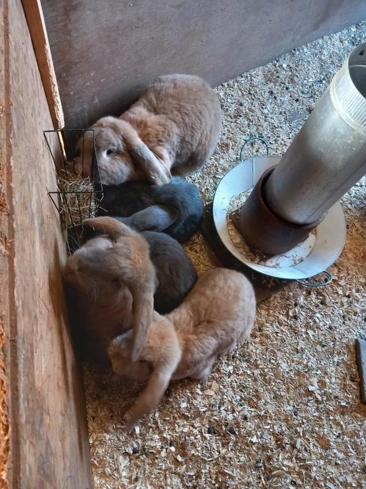 5 schattige Franse Hangoren zoeken een nieuwe thuis, Animaux & Accessoires, Volatiles