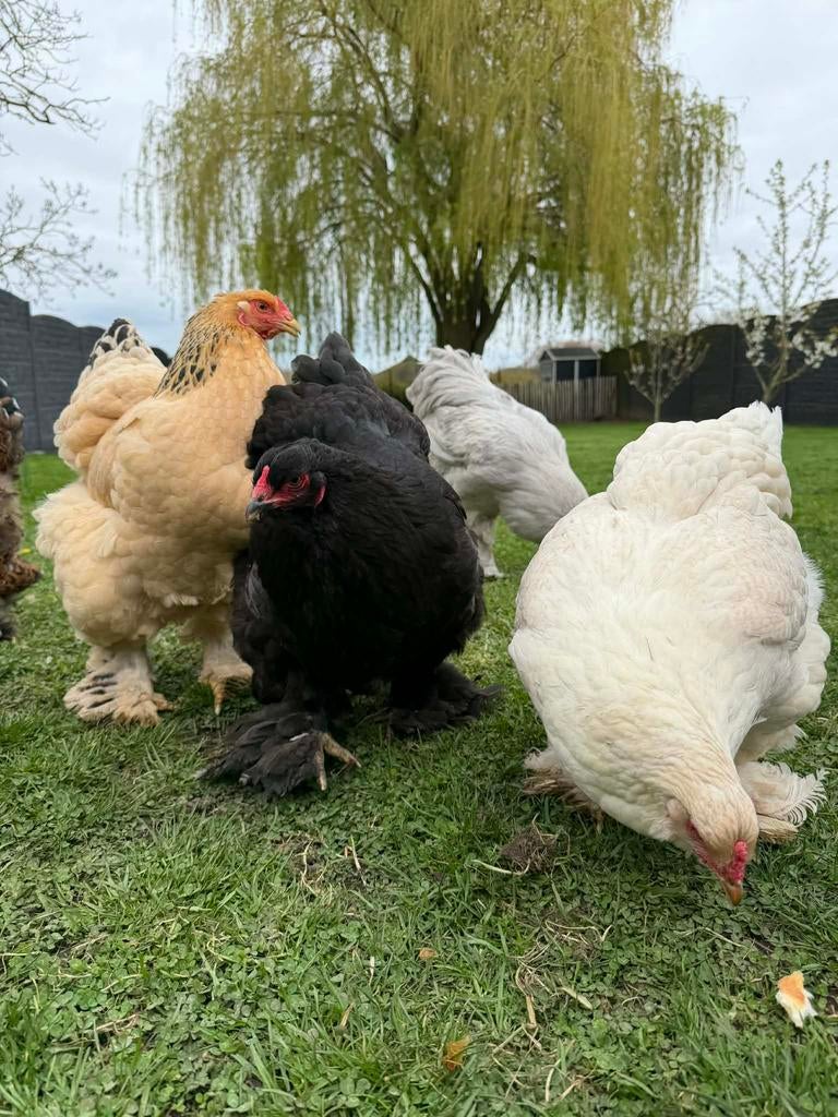 BROEDEIEREN BRAHMA, Dieren en Toebehoren