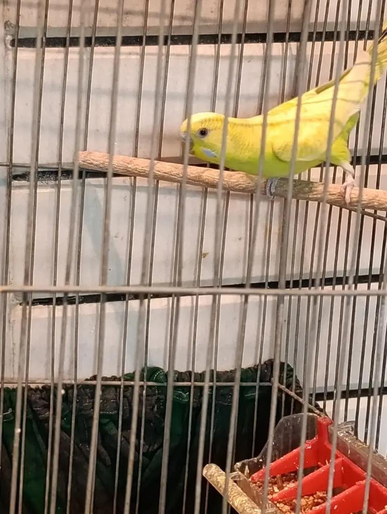 Perruche, Mâle, Perruche