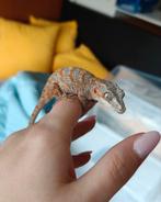 Gargoyle gekko, Dieren en Toebehoren, Reptielen en Amfibieën