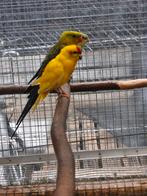 Kakariki man gevraagd, Animaux & Accessoires