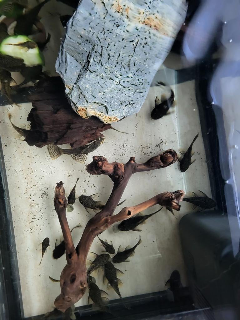 Ancistrus wildkleur, Animaux & Accessoires