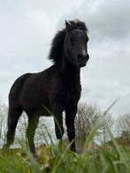 Te koop shetlander (mini paardje), Dieren en Toebehoren, Ruin, Zadelmak, 11 jaar of ouder, Recreatiepony