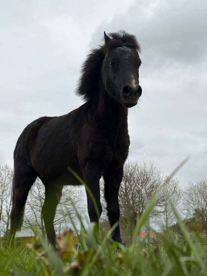 Te koop shetlander (mini paardje), Dieren en Toebehoren, Pony's, Ruin, Zadelmak, Recreatiepony, 11 jaar of ouder, Ontwormd