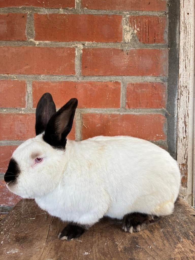 Californian konijnen ram, Dieren en Toebehoren, Konijnen